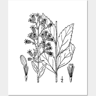 Botanical Scientific Illustration Black and White Posters and Art